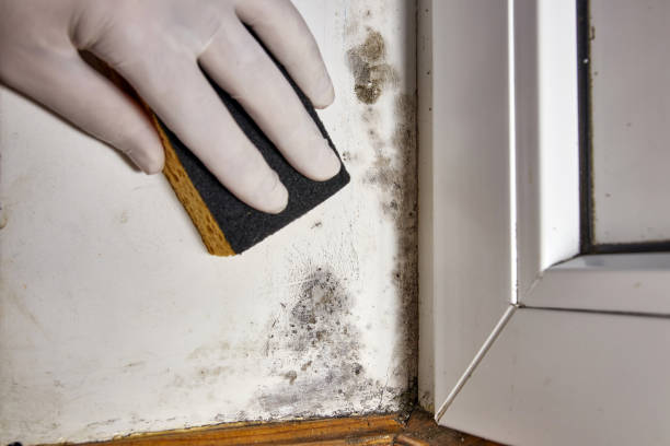 Best Emergency Mold Remediation  in Pahoa, HI
