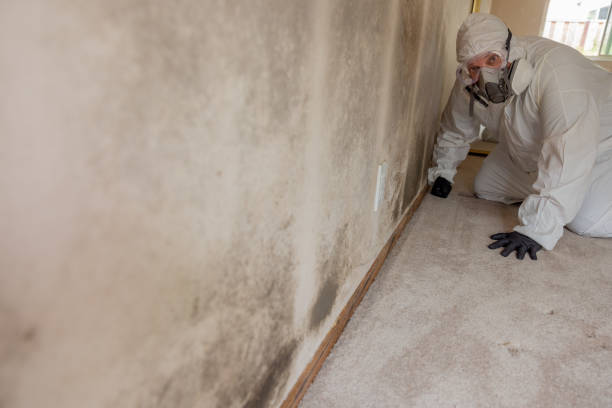 Best Asbestos and Lead Testing During Mold Inspection  in Pahoa, HI